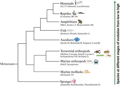 Anticancer activities of natural antimicrobial peptides from animals